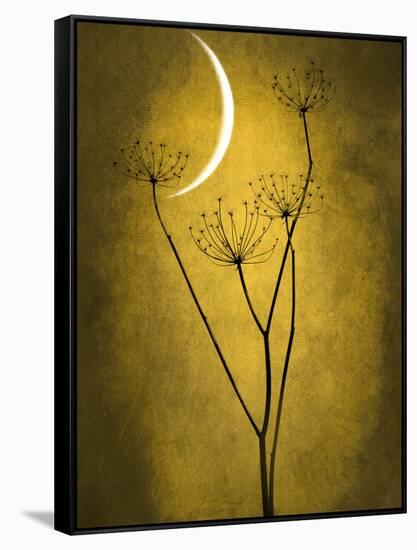 Under the Moon 3-Philippe Sainte-Laudy-Framed Stretched Canvas