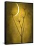 Under the Moon 3-Philippe Sainte-Laudy-Framed Stretched Canvas