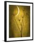 Under the Moon 3-Philippe Sainte-Laudy-Framed Photographic Print