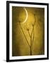 Under the Moon 3-Philippe Sainte-Laudy-Framed Photographic Print