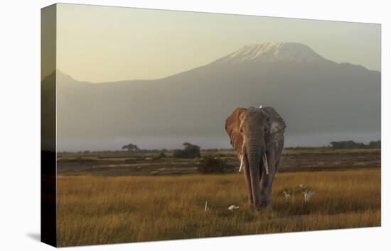 Under The Roof Of Africa-Massimo Mei-Stretched Canvas