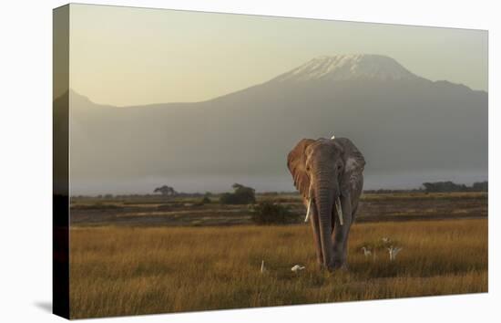 Under The Roof Of Africa-Massimo Mei-Stretched Canvas