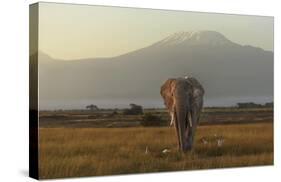 Under The Roof Of Africa-Massimo Mei-Stretched Canvas