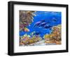 Under the Sea-Julie DeRice-Framed Art Print