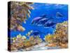 Under the Sea-Julie DeRice-Stretched Canvas