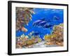 Under the Sea-Julie DeRice-Framed Art Print