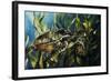 Under the Sea-Sydney Edmunds-Framed Giclee Print