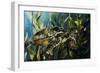 Under the Sea-Sydney Edmunds-Framed Giclee Print