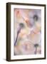 Under the skirts of flowers-Francois Casanova-Framed Photographic Print