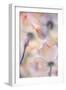 Under the skirts of flowers-Francois Casanova-Framed Photographic Print