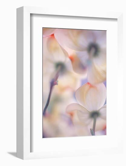 Under the skirts of flowers-Francois Casanova-Framed Photographic Print