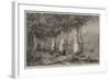 Under the Vines, Italy-Harry John Johnson-Framed Giclee Print