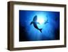 Under the Waves Circle Two Great White Sharks. Illustration-solarseven-Framed Photographic Print