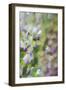 Under Wisteria, 2018-Helen White-Framed Photographic Print