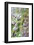 Under Wisteria, 2018-Helen White-Framed Photographic Print