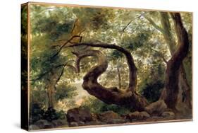 Under Wood, Trees with Twisting Branches Painting by Pierre H. De Valenciennes (1750-1850) 19Th Cen-Pierre Henri de Valenciennes-Stretched Canvas