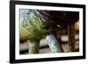 Underbelly-Dana Styber-Framed Photographic Print