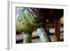 Underbelly-Dana Styber-Framed Photographic Print