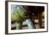 Underbelly-Dana Styber-Framed Photographic Print