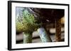 Underbelly-Dana Styber-Framed Photographic Print