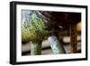 Underbelly-Dana Styber-Framed Photographic Print