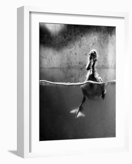 Underfed Duck Struggling in Detergent-Al Fenn-Framed Photographic Print