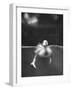 Underfed Duck Struggling in Detergent-null-Framed Photographic Print