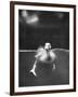 Underfed Duck Struggling in Detergent-null-Framed Photographic Print