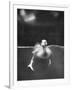 Underfed Duck Struggling in Detergent-null-Framed Photographic Print