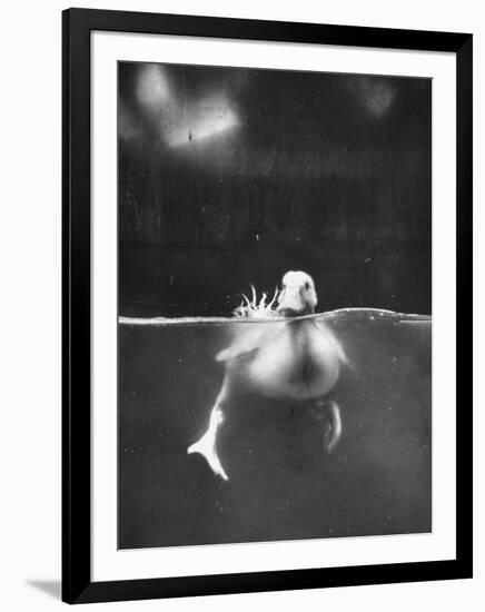 Underfed Duck Struggling in Detergent-null-Framed Photographic Print