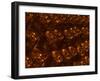 Underground Wine Cellar, Champagne Francois Seconde, Sillery Grand Cru-Per Karlsson-Framed Photographic Print