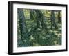 Undergrowth, 1889-Vincent van Gogh-Framed Giclee Print