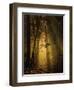 Undergrowth-Norbert Maier-Framed Photographic Print