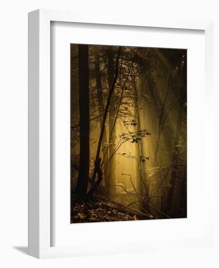 Undergrowth-Norbert Maier-Framed Photographic Print