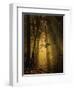 Undergrowth-Norbert Maier-Framed Photographic Print