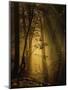 Undergrowth-Norbert Maier-Mounted Photographic Print