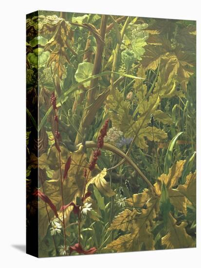 Undergrowth-Eliot Hodgkin-Stretched Canvas