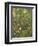 Undergrowth-Eliot Hodgkin-Framed Giclee Print