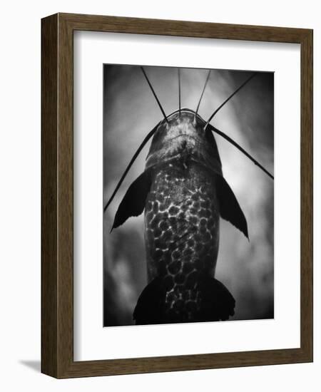 Underneath a Catfish-Henry Horenstein-Framed Photographic Print