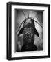 Underneath a Catfish-Henry Horenstein-Framed Photographic Print