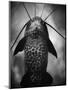 Underneath a Catfish-Henry Horenstein-Mounted Photographic Print