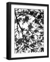 Underneath II-Jeff Pica-Framed Photographic Print