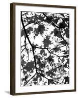 Underneath II-Jeff Pica-Framed Photographic Print