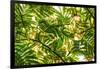 Underneath view of green leaves as a background. Green Lake, Seattle, Washington State, USA-Stuart Westmorland-Framed Photographic Print