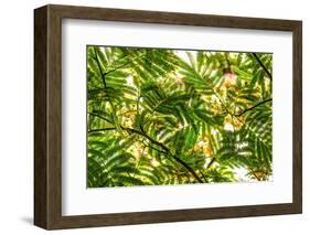 Underneath view of green leaves as a background. Green Lake, Seattle, Washington State, USA-Stuart Westmorland-Framed Photographic Print