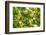 Underneath view of green leaves as a background. Green Lake, Seattle, Washington State, USA-Stuart Westmorland-Framed Photographic Print