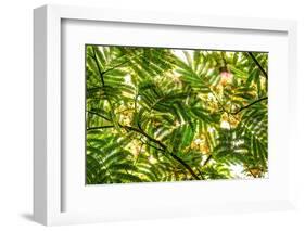 Underneath view of green leaves as a background. Green Lake, Seattle, Washington State, USA-Stuart Westmorland-Framed Photographic Print