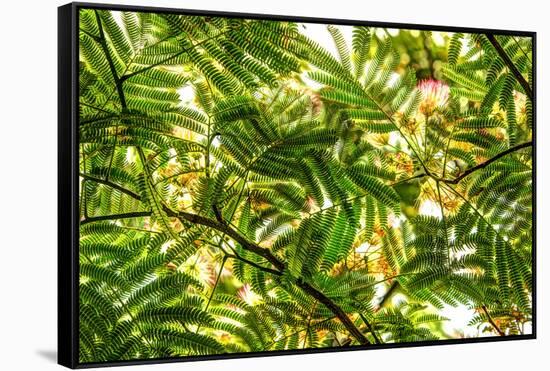 Underneath view of green leaves as a background. Green Lake, Seattle, Washington State, USA-Stuart Westmorland-Framed Stretched Canvas