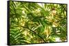 Underneath view of green leaves as a background. Green Lake, Seattle, Washington State, USA-Stuart Westmorland-Framed Stretched Canvas