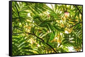 Underneath view of green leaves as a background. Green Lake, Seattle, Washington State, USA-Stuart Westmorland-Framed Stretched Canvas